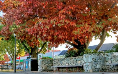 January 2020 update: Chief Executives Forum